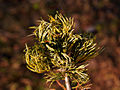 Pinus parviflora Fukai IMG_1770 Sosna drobnokwiatowa